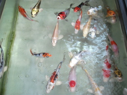 20161013145725.JPG